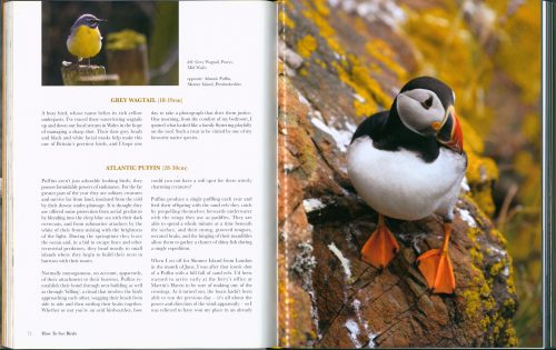 How to See Birds: An Enthusiast's Guide - Image 6