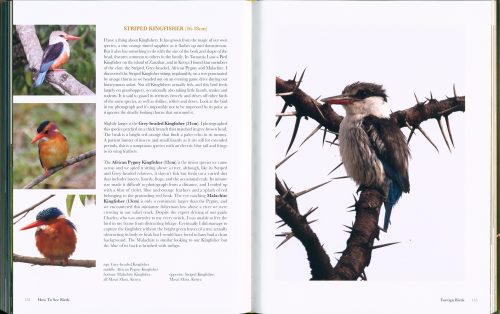 How to See Birds: An Enthusiast's Guide - Image 5
