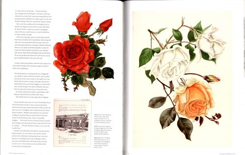 The Rose:  The History of the World's Favourite Flower in 40 Roses - Image 2