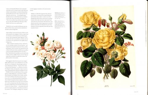 The Rose:  The History of the World's Favourite Flower in 40 Roses - Image 3