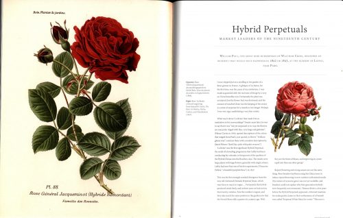 The Rose:  The History of the World's Favourite Flower in 40 Roses - Image 4