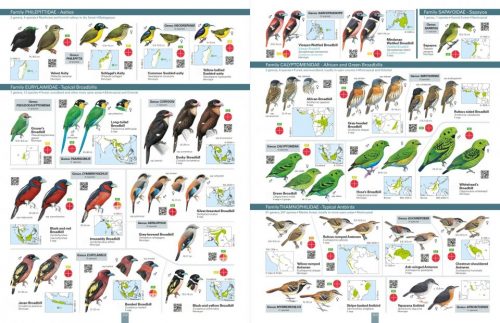 All the Birds of the World - Image 3