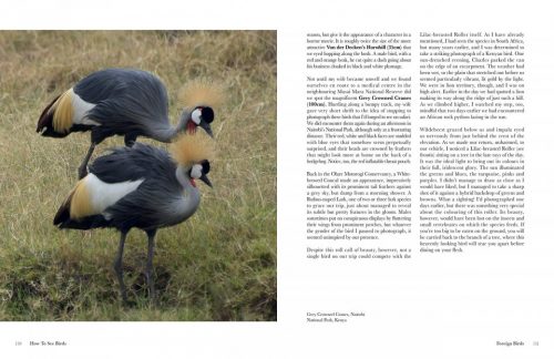 How to See Birds: An Enthusiast's Guide - Image 3