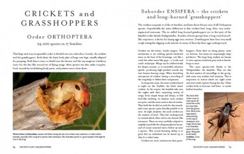 Insects of the World: A Fully Illustrated Guide to the Planet's Most Populous Group of Animals - Image 2