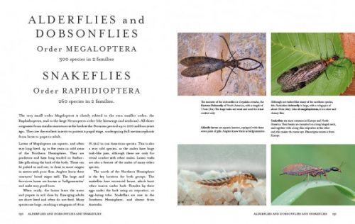 Insects of the World: A Fully Illustrated Guide to the Planet's Most Populous Group of Animals - Image 3