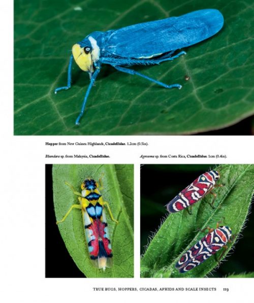 Insects of the World: A Fully Illustrated Guide to the Planet's Most Populous Group of Animals - Image 4