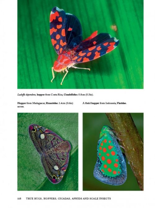 Insects of the World: A Fully Illustrated Guide to the Planet's Most Populous Group of Animals - Image 5