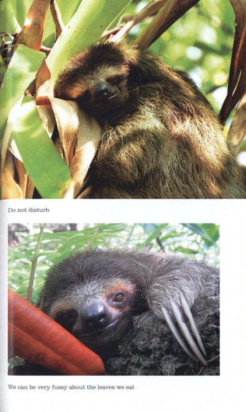 Sloths: A Celebration of the World's Most Misunderstood Mammal - Image 4