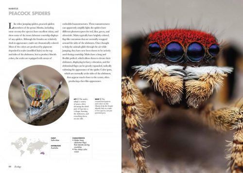 Spiders of the World: A Natural History - Image 3