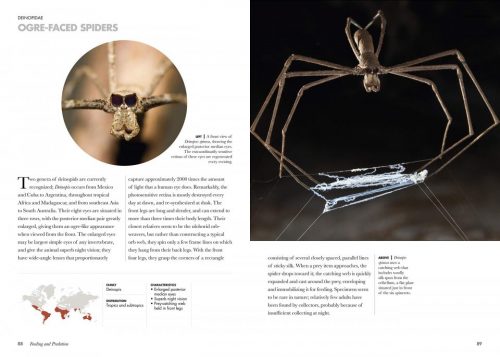 Spiders of the World: A Natural History - Image 4