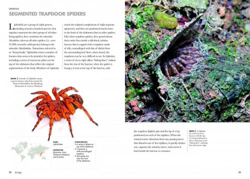 Spiders of the World: A Natural History - Image 5