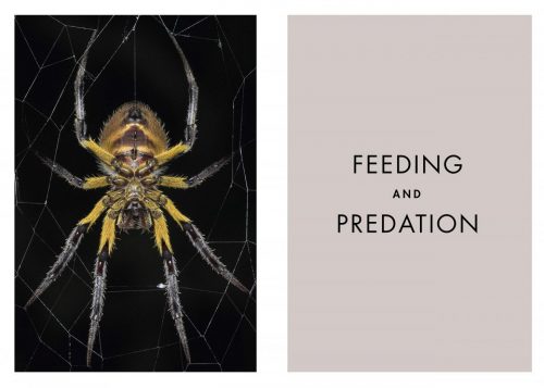 Spiders of the World: A Natural History - Image 6