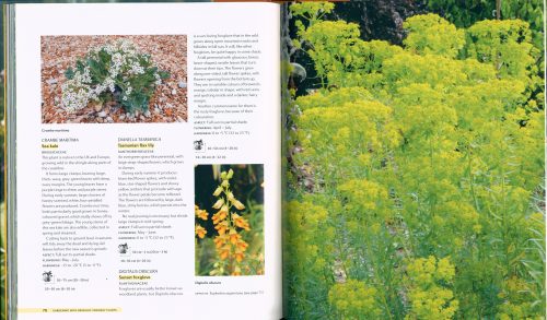Gardening with Drought-Friendly Plants - Image 3