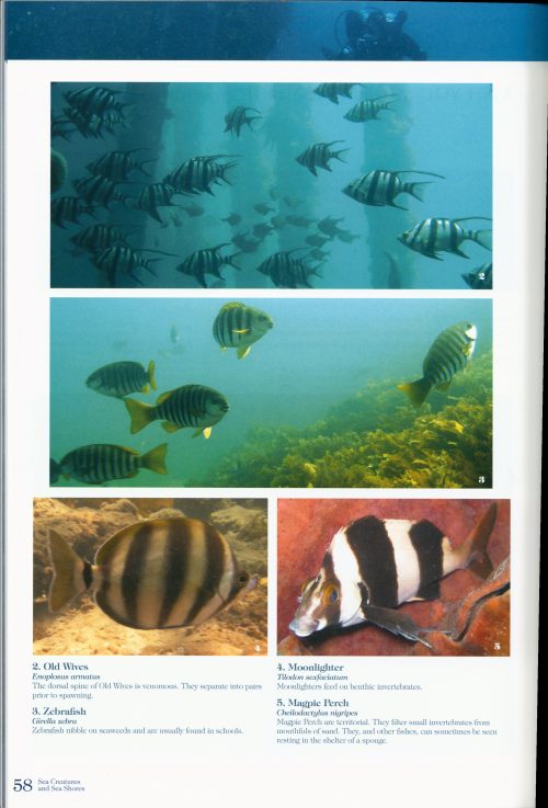 Sea Creatures and Sea Shores: An Underwater Guide to the Gulfs of South Australia - Image 4