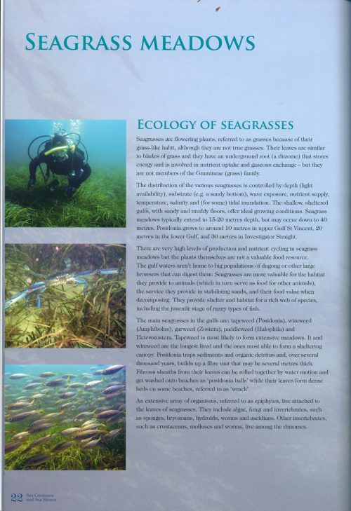 Sea Creatures and Sea Shores: An Underwater Guide to the Gulfs of South Australia - Image 3