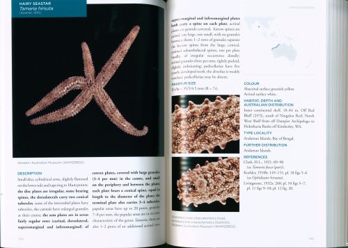 Field Guide to Shallow Water Seastars of Australia - Image 2