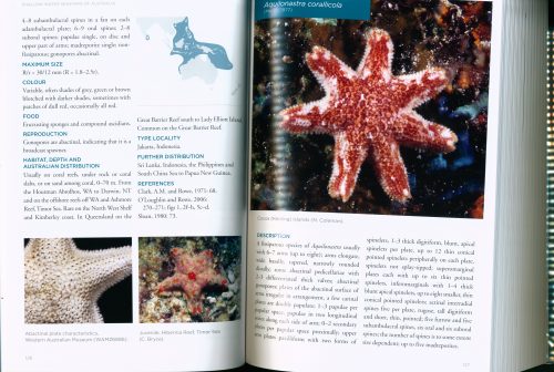 Field Guide to Shallow Water Seastars of Australia - Image 3