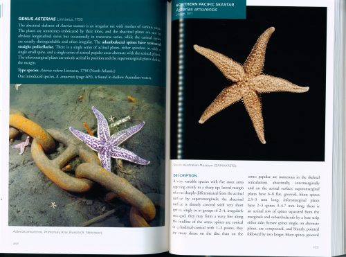 Field Guide to Shallow Water Seastars of Australia - Image 4