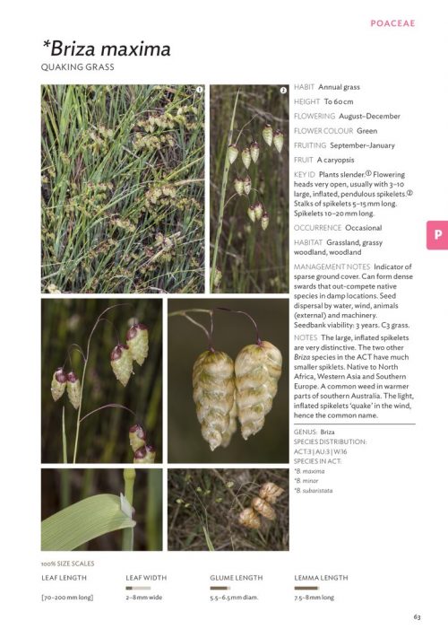 Field Guide to Plants of the Molonglo Valley - Image 2