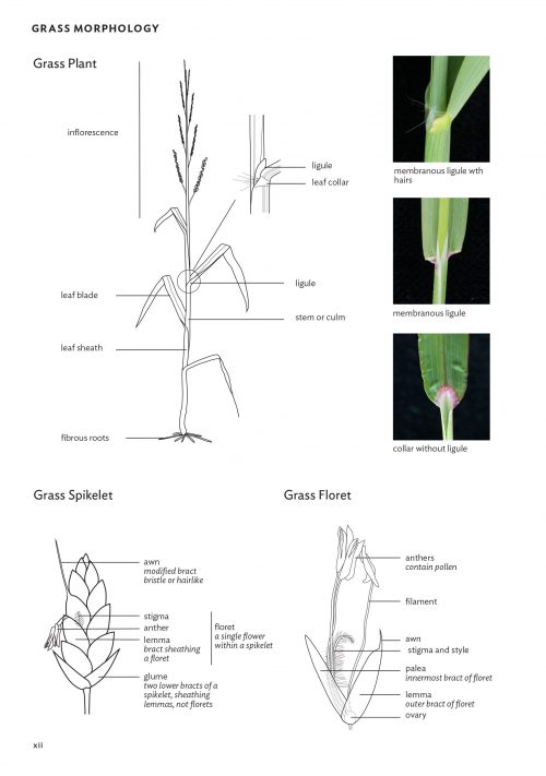 Field Guide to Plants of the Molonglo Valley - Image 3