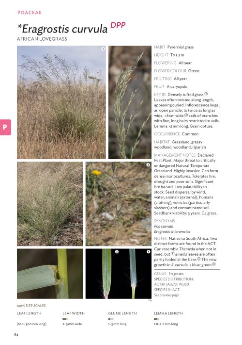 Field Guide to Plants of the Molonglo Valley - Image 4