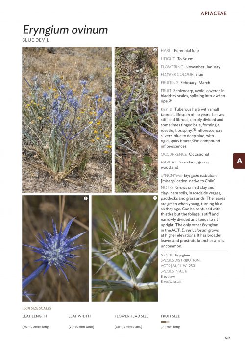 Field Guide to Plants of the Molonglo Valley - Image 5