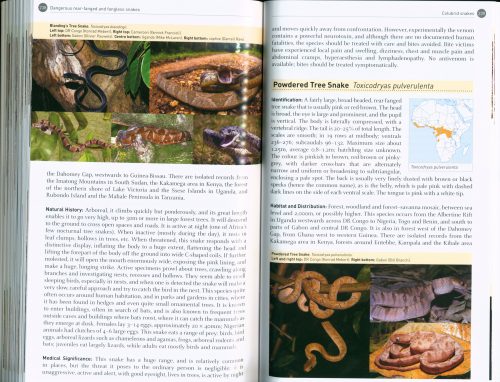 The Dangerous Snakes of Africa - Image 2