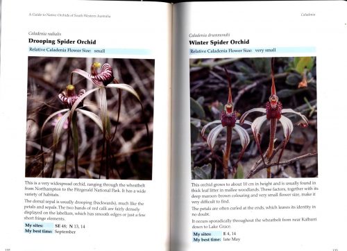 A Guide to Native Orchids of South Western Australia (Third Edition) - Image 3