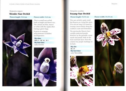 A Guide to Native Orchids of South Western Australia (Third Edition) - Image 4