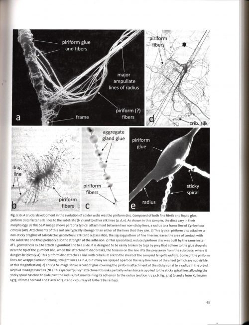 Spider Webs:  Behavior, Function, and Evolution - Image 2