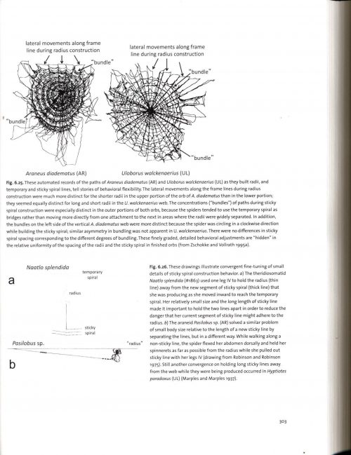 Spider Webs:  Behavior, Function, and Evolution - Image 4