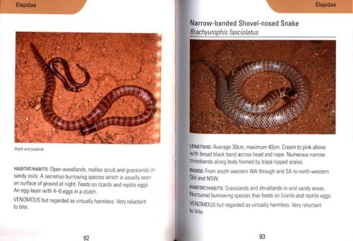 Reed Concise Guide: Snakes of Australia - Image 3