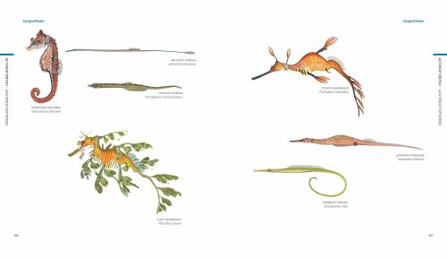 Swainston's Fishes of Australia: The Complete Illustrated Guide - Image 3