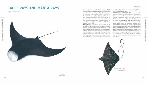 Swainston's Fishes of Australia: The Complete Illustrated Guide - Image 4
