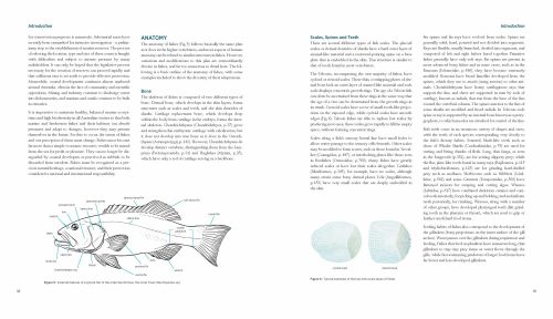 Swainston's Fishes of Australia: The Complete Illustrated Guide - Image 5