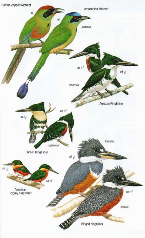 Birds of Argentina and the South-West Atlantic (Helm Field Guide) - Image 2