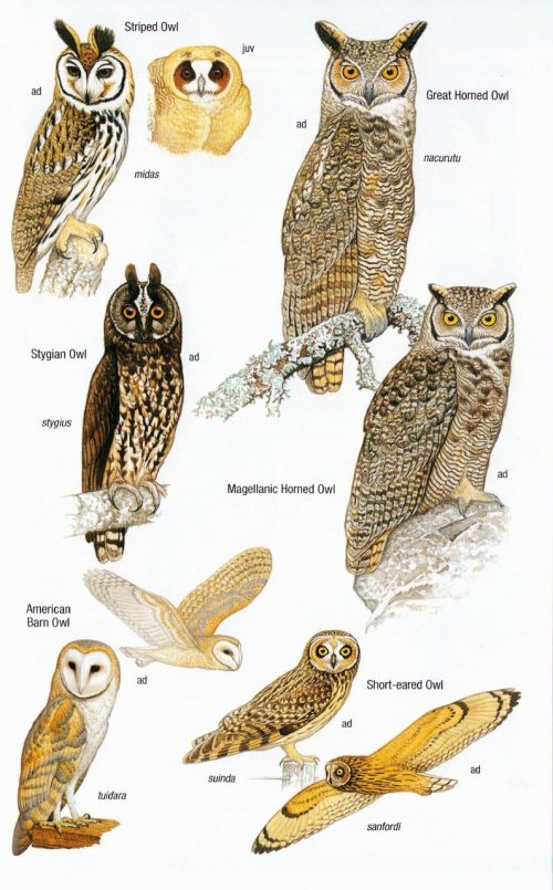 Birds of Argentina and the South-West Atlantic (Helm Field Guide) - Image 4