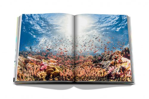 The Coral Triangle - Image 3