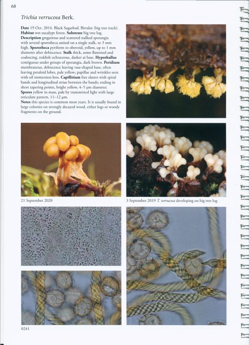 Myxomycetes at Black Sugarloaf Tasmania, Australia - Image 2