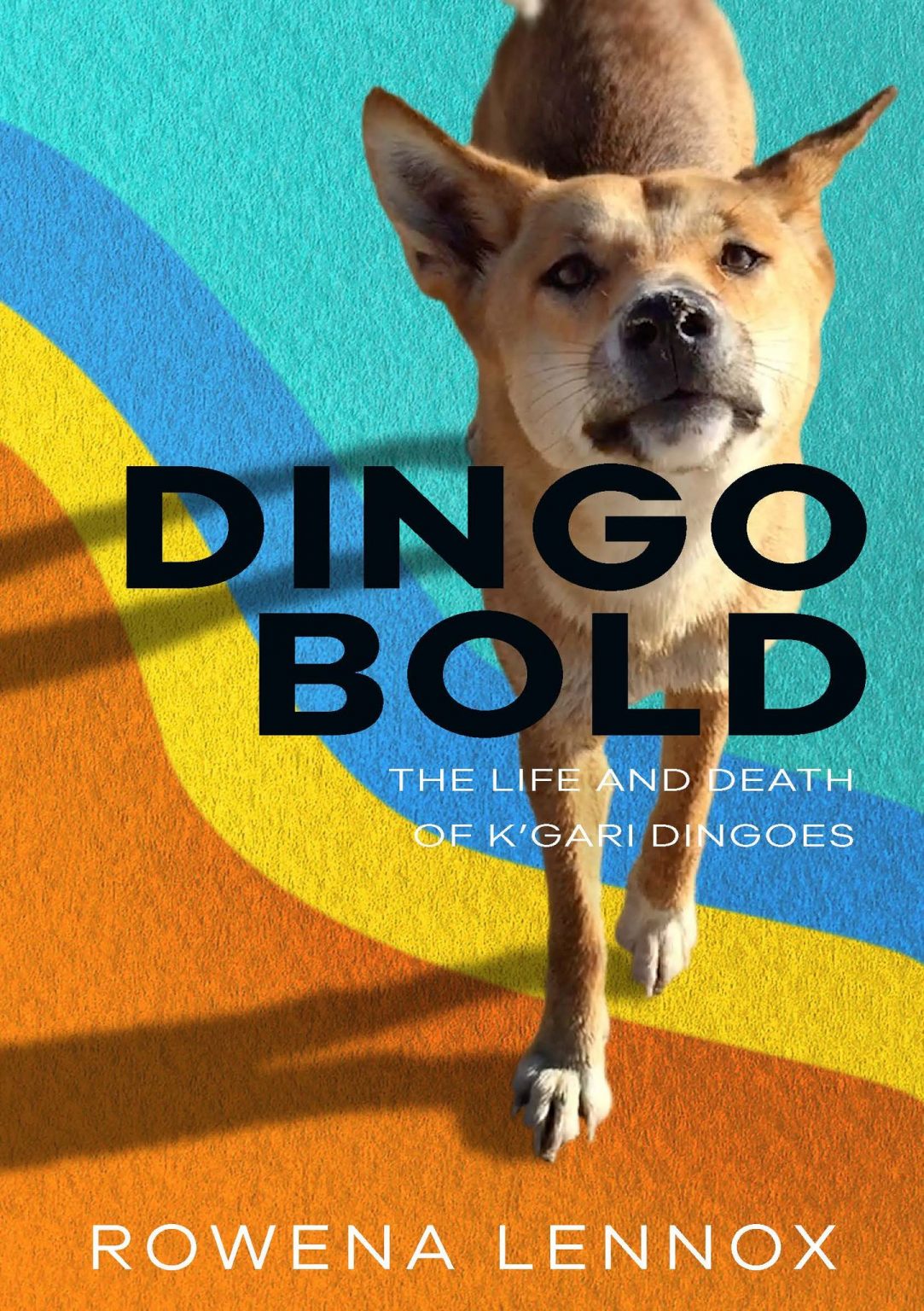 Dingo Bold The Life and Death of K'gari Dingoes Nokomis