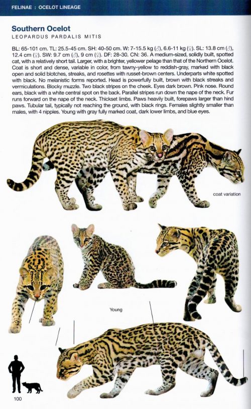 Felids and Hyenas of the World:  Wild Cats, Panthers, Lynx, Pumas, Ocelots, Caracals, and Relatives - Image 2