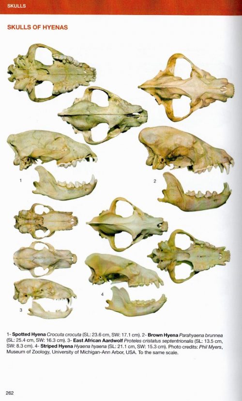 Felids and Hyenas of the World:  Wild Cats, Panthers, Lynx, Pumas, Ocelots, Caracals, and Relatives - Image 3