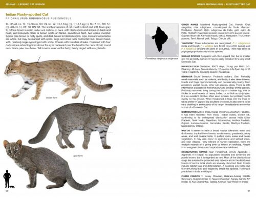 Felids and Hyenas of the World:  Wild Cats, Panthers, Lynx, Pumas, Ocelots, Caracals, and Relatives - Image 4