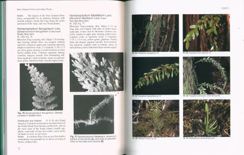 New Zealand Ferns and Allied Plants - Image 2