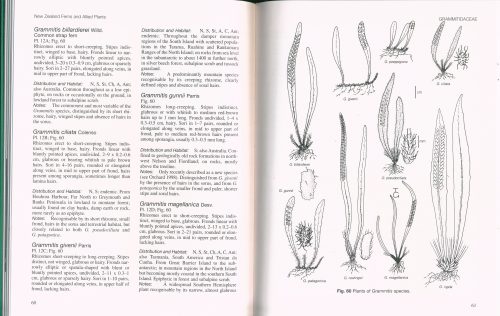 New Zealand Ferns and Allied Plants - Image 3