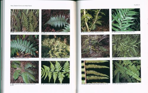 New Zealand Ferns and Allied Plants - Image 4
