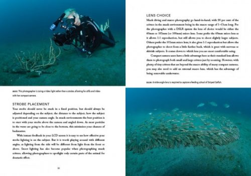 Muck Diving:  A Diver's Guide to the Wonderful World of Critters - Image 4