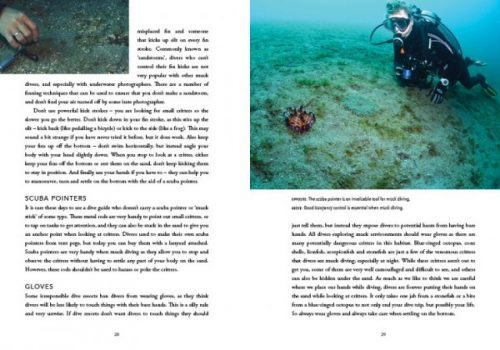 Muck Diving:  A Diver's Guide to the Wonderful World of Critters - Image 5