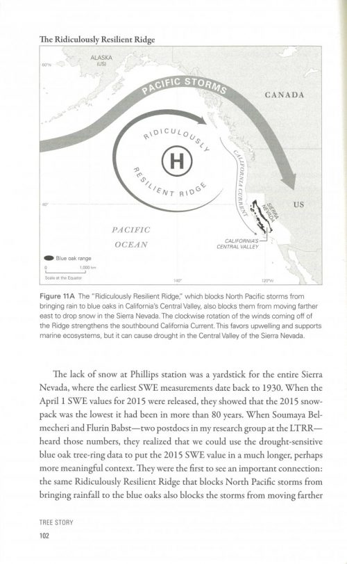 Tree Story: The History of the World Written in Rings - Image 4