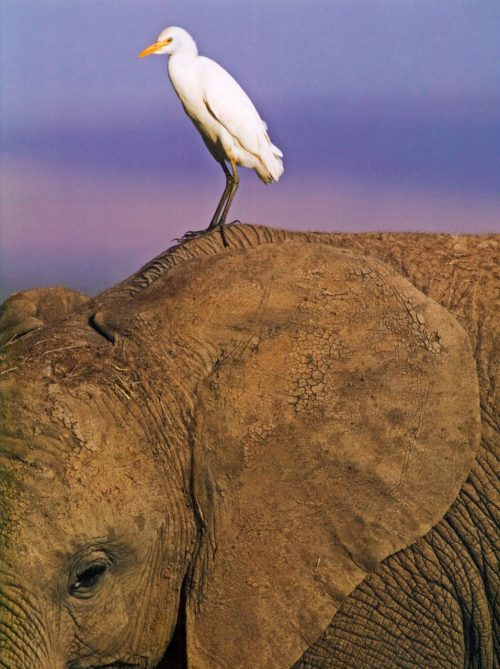 Forces of Nature - Image 4